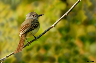 COPETÒN PANAMEÑO (Myiarchus panamensis)